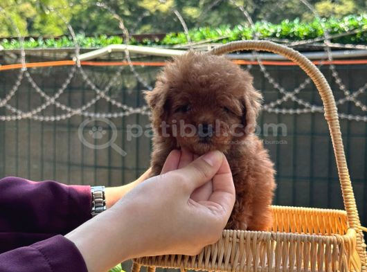 Minicik Kore Poodle Yavru görsel
