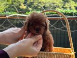 Minicik Kore Poodle Yavru