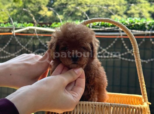 Minicik Kore Poodle Yavru görsel