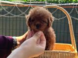 Minicik Kore Poodle Yavru
