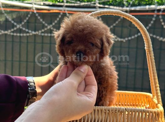 Minicik Kore Poodle Yavru