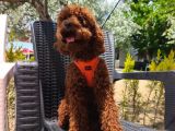 Toy poodle yavrularımız