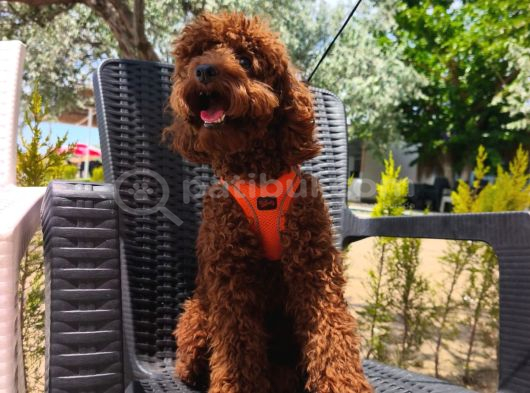 Toy Poodle Yavrularımız