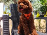 Toy Poodle Yavrularımız