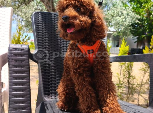 Toy Poodle Yavrularımız görsel