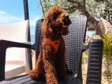 Toy Poodle Yavrularımız