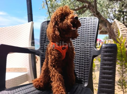 Toy Poodle Yavrularımız görsel