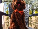 Toy Poodle Yavrularımız