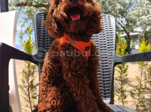 Toy Poodle Yavrularımız görsel