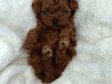 Zi̇yarete Açik Erkek Di̇şi̇ Poodle Bebekler