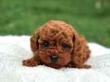 Zi̇yarete Açik Erkek Di̇şi̇ Poodle Bebekler