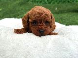 Zi̇yarete Açik Erkek Di̇şi̇ Poodle Bebekler