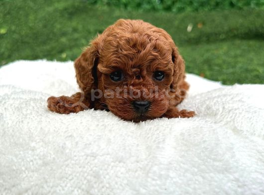 Zi̇yarete Açik Erkek Di̇şi̇ Poodle Bebekler görsel
