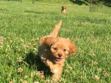 En Sevi̇mli̇ Malti̇poo Yavrulari Istanbul