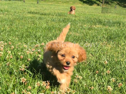 En Sevi̇mli̇ Malti̇poo Yavrulari Istanbul görsel