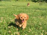 En Sevi̇mli̇ Malti̇poo Yavrulari Istanbul