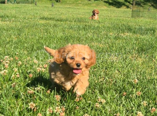 En Sevi̇mli̇ Malti̇poo Yavrulari Istanbul görsel