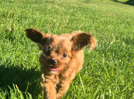 En Sevi̇mli̇ Malti̇poo Yavrulari Istanbul görsel