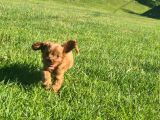 En Sevi̇mli̇ Malti̇poo Yavrulari Istanbul
