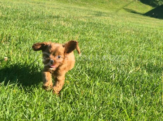 En Sevi̇mli̇ Malti̇poo Yavrulari Istanbul görsel