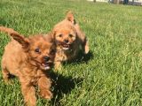 EN SEVİMLİ MALTİPOO YAVRULARI ISTANBUL