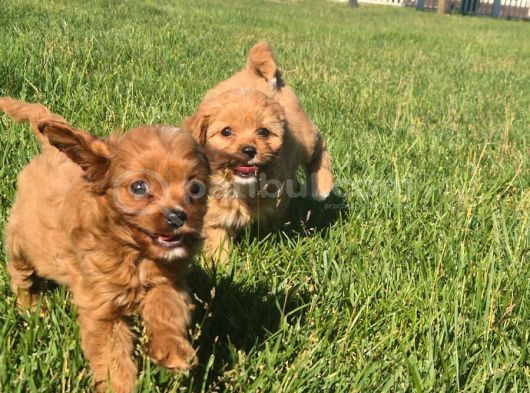EN SEVİMLİ MALTİPOO YAVRULARI ISTANBUL