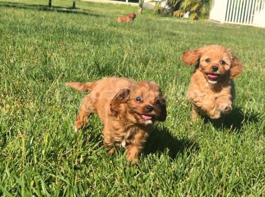 En Sevi̇mli̇ Malti̇poo Yavrulari Istanbul görsel
