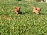 En Sevi̇mli̇ Malti̇poo Yavrulari Istanbul