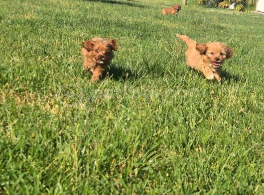 En Sevi̇mli̇ Malti̇poo Yavrulari Istanbul görsel