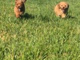 En Sevi̇mli̇ Malti̇poo Yavrulari Istanbul