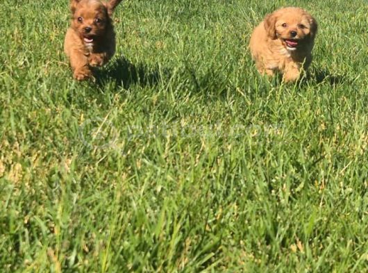 En Sevi̇mli̇ Malti̇poo Yavrulari Istanbul görsel