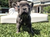 Efsane Mavi̇ French Bulldog Yavrulari İstanbul