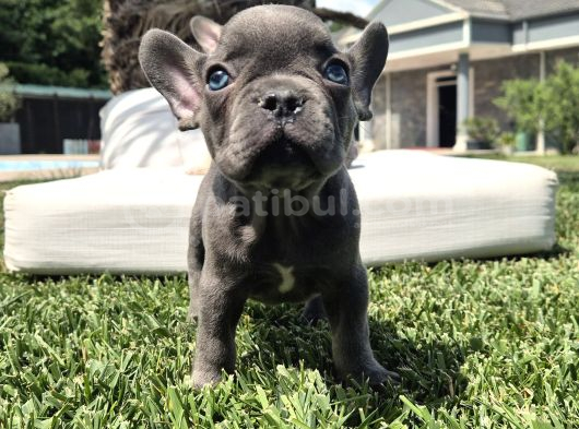 Efsane Mavi̇ French Bulldog Yavrulari İstanbul görsel