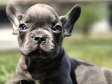 Efsane Mavi̇ French Bulldog Yavrulari İstanbul