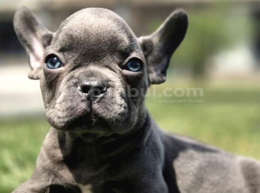 Efsane Mavi̇ French Bulldog Yavrulari İstanbul görsel