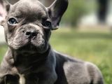 Efsane Mavi̇ French Bulldog Yavrulari İstanbul