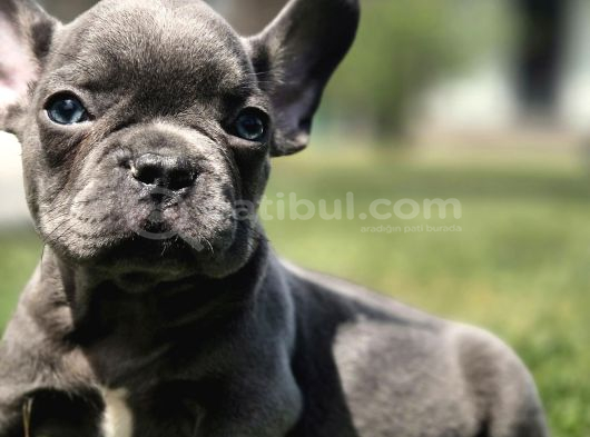 Efsane Mavi̇ French Bulldog Yavrulari İstanbul görsel