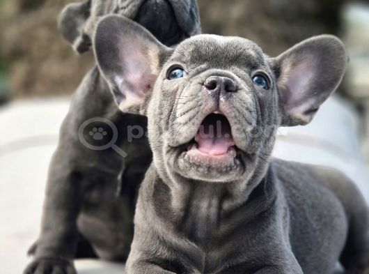 EFSANE MAVİ FRENCH BULLDOG YAVRULARI İSTANBUL