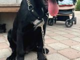 Dev Cane Corso Erkek Yavrular