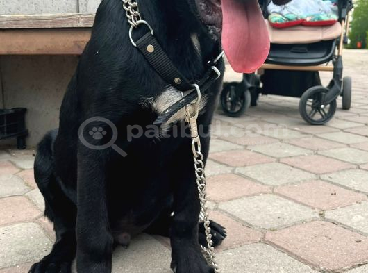 Dev Cane Corso Erkek Yavrular görsel