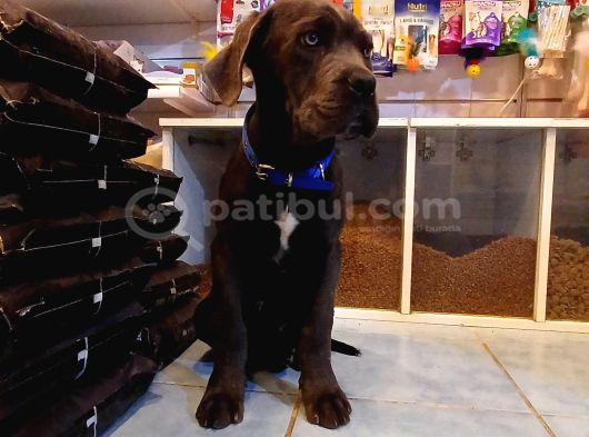 Dev Cane Corso Erkek Yavrular