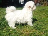 Topaç Gibi Maltese Bebeklerimiz