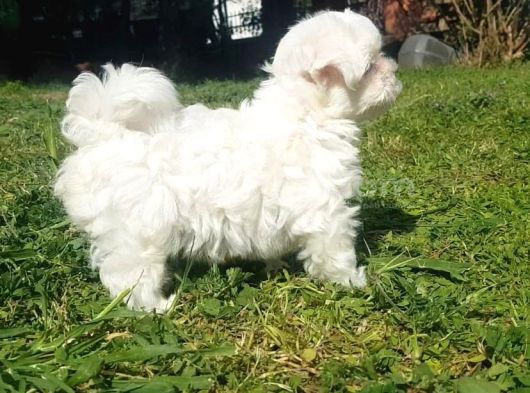 Topaç Gibi Maltese Bebeklerimiz görsel