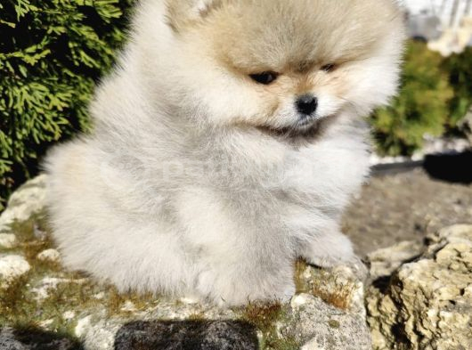 Teddy Bear Face Pomeranian Boo Yavruları görsel
