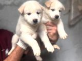 Irk Garantili Husky Yavrular