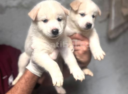Irk Garantili Husky Yavrular görsel