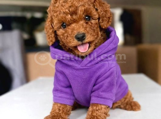 Evi̇ni̇ze Neşe Katacak Anne Altindan Toy Poodle görsel