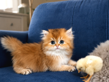 Irkının en güzeli british longhair golden yavrumuz