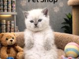 Mükemmel güzellikte british shorthair blue point yavrularımz