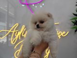 Ponçik Pomerian Teacup 2 Aylık